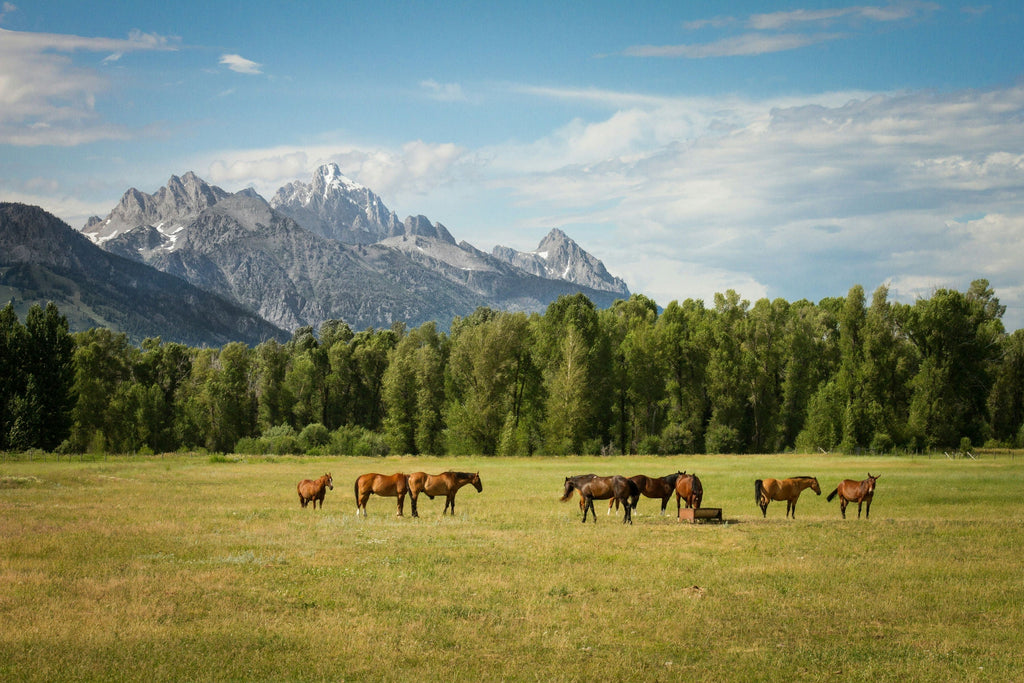 Pasture Maintenance Tips