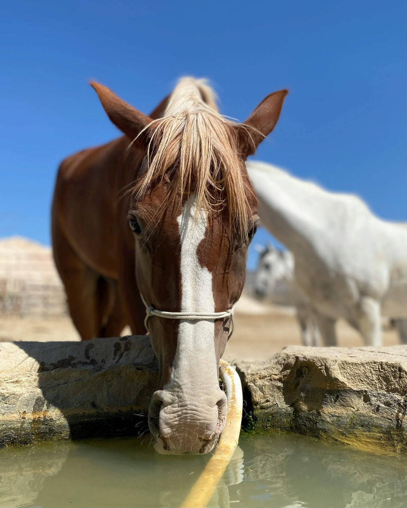 Encourage Your Horse to Drink More Water