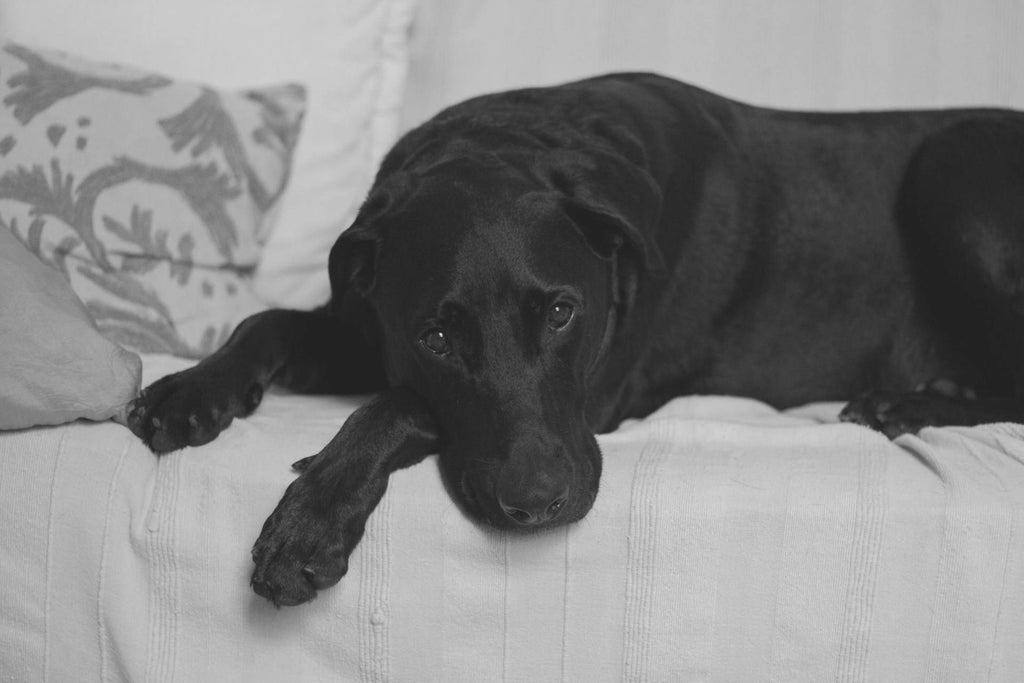 Folliculitis in Dogs