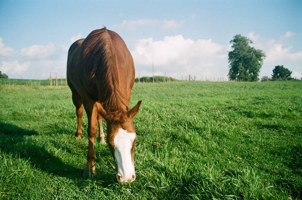Too Much Pasture for Horses