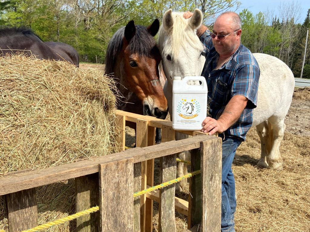 Camelina Oil to Your Horse’s Diet