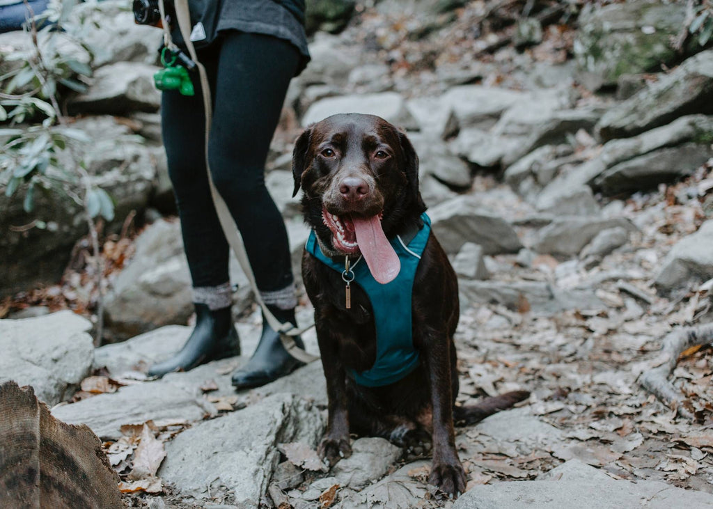 Guide for Hiking With Your Dog