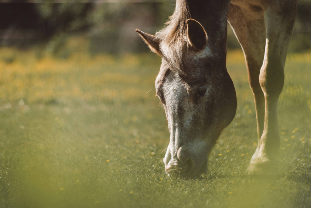 ‘Trust Your Gut’ Part III: Strategies to Prevent Ulcers in Horses