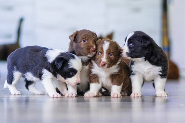 What Makes a Responsible Dog Breeder