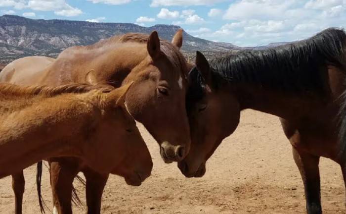 Horseshoe Canyon Rescue Ranch