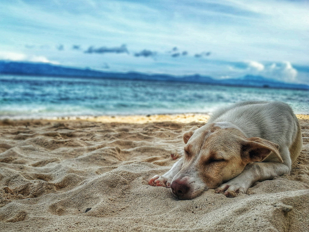 Summertime: Easy, Cooling Dog Treats to Keep Your Dog Chillin’ in the Heat